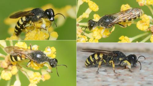 Réf. 285 914 : Lestica clypeata